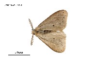 藏品(七斑平毒蛾)的圖片